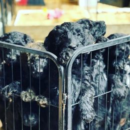 Goldendoodle, Miniature Schnauzer, and Poodle Puppies from 501Doodles