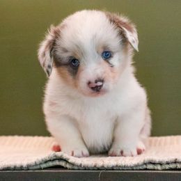 Glacier - Blue merle and white male American Corgi puppy in Plains, Montana from Diamond Corgis