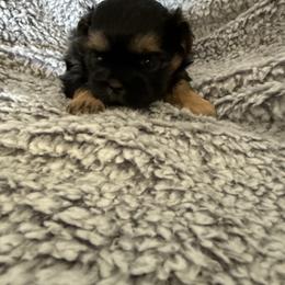 Vader - Black and tan male Shih Tzu puppy in Jasper, Indiana from Jacob’s Spoiled Shih Tzu