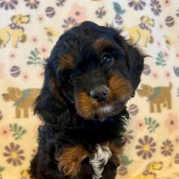 Maverick - Tri-color male Cavapoo puppy in Howe, Oklahoma from Cuddly Cavapoos