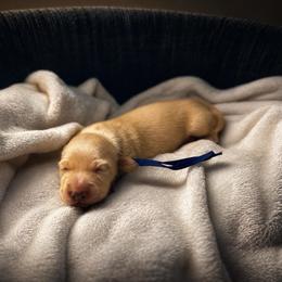 Ollie - Cream male Dachshund puppy in Crandall, Texas from The Weenie Hut LLC