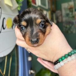 Loki - Dapple male Dachshund puppy in Jacksonville, North Carolina from Lizzie’s Doxies
