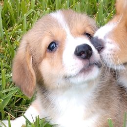 Pembroke Welsh Corgis from Disco Corgis