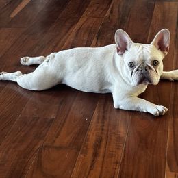 Millie - French Bulldog