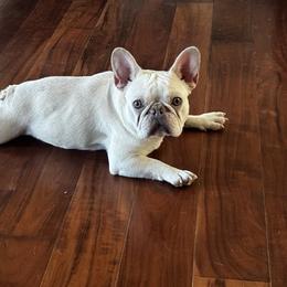 Millie - French Bulldog