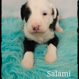 Salami - Black and white female Sheepadoodle puppy in Farley, Iowa from Iowa's Doodle Co.