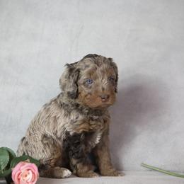 Elsa - Chocolate merle female Bernedoodle puppy in Seffner, Florida from Gold Diamond Pup