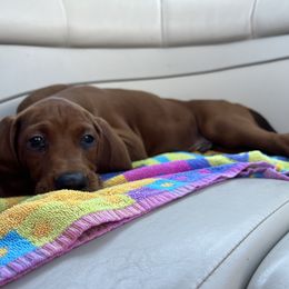 Redbone Coonhound Puppies from Shannon Family Redbone Coonhounds