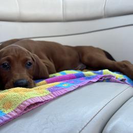 Redbone Coonhound Puppies from Shannon Family Redbone Coonhounds