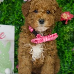 Blue - Parti male Goldendoodle puppy in Brandon, Florida from Murphys Doodles