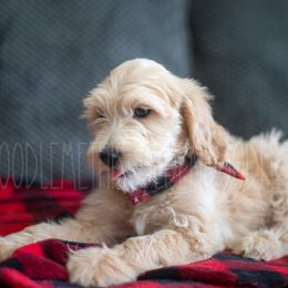 Goldendoodle Puppies from Doodle Me This Goldendoodles