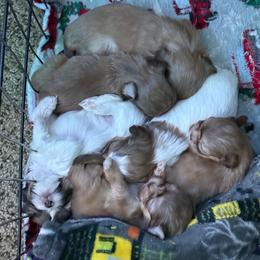 Shih Tzu puppies from Little Healthy Purebred Pups