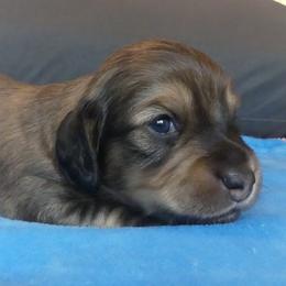 Frankie - Cream male Dachshund puppy in Plant City, Florida from Oakley's Dachshund Ranch
