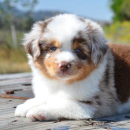 BMM-1 - Red merle male Miniature American Shepherd puppy in Baker City, Oregon from Back Country Aussies