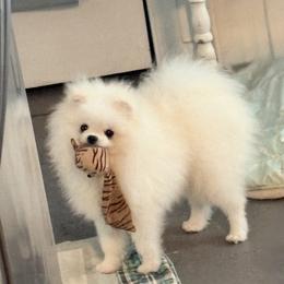 Lenox - White male Pomeranian puppy in Tappahhanock, Virginia from Michelle Soave