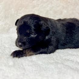Boy 4 - Black tri male Miniature Australian Shepherd puppy in Lemon Cove, California from Magic Ranch Mini Aussies