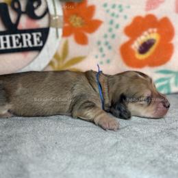 Steston - Dapple male Dachshund puppy in Washington from Beautiful Doxies