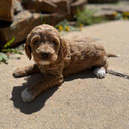 Luna - Red  female Goldendoodle puppy in Monument, Colorado from Colorado Dreamin Doodles