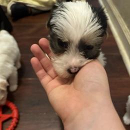 Cowboy - Chocolate, tan and white male Yorkshire Terrier puppy in Bear Creek, North Carolina from Lizzy's Three Studs