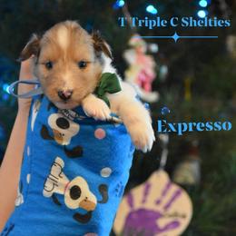 Expresso - Sable merle and white male Shetland Sheepdog puppy in Gladbrook, Iowa from T Triple C Shelties