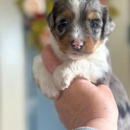Blue🩵 - Blue merle female Aussiedoodle puppy in Granbury, Texas from Triple Cross Doodles