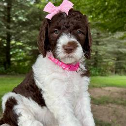 Pink - Chocolate female Goldendoodle puppy in Hesperia, Michigan from Red Acres Poodles & Doodles