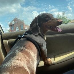 Maple - Dachshund