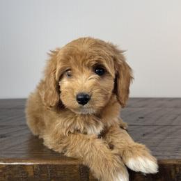 Cavalier King Charles Spaniel, Cavapoochon, and Goldendoodle Puppies from Timshell Farm: Specialty Crossbreed Puppies