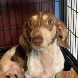 Scout - Dachshund