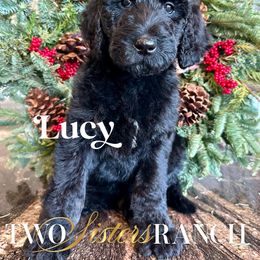Lucy - female Newfypoo puppy in Jackson, Missouri from Two Sisters Ranch, LLC