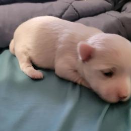 Babe - White female Morkie puppy in Gloucester, Virginia from Jenkins Morkies