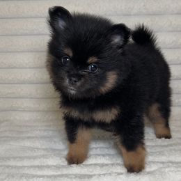 Rosie - Black and tan female Pomeranian puppy in Hughes Springs, Texas from Hughes Springs Tx Poms