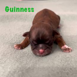 Guinness - Red male Shih Tzu puppy in Vernon, New Jersey from Calta’s Cute Shih Tzu