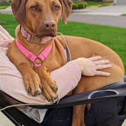 Rhodesian Ridgeback All Grown Up from Stoneridge Ridgebacks