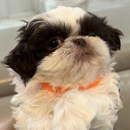 Shih Tzu Puppies from Mayra’s Shih Tzus