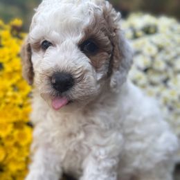 Stetson - Red male Labradoodle puppy in English, Indiana from Doodle Darlings