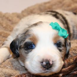 Romeo - Blue merle male Australian Shepherd puppy in Plantersville, Texas from Jak Se Auss