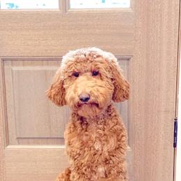 Goldendoodle and Poodle Puppies from CharleighRae Poodles and Doodles