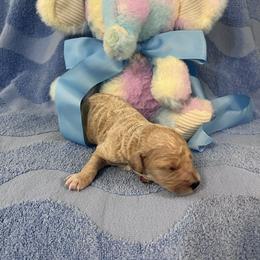 Ms. Lite Blue - Cream female Goldendoodle puppy in Blue Springs, Missouri from Farmstead 51
