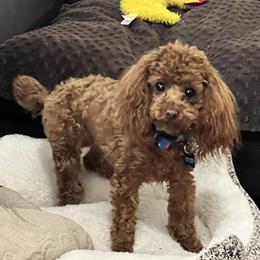 Rhett - Poodle