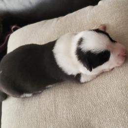 Mickey - Black and white male Cardigan Welsh Corgi puppy in Myton, Utah from Cardigan Corgi Cuties 💓