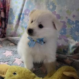 Theodore (Teddy Bear) - White and biscuit male American Eskimo Dog puppy in Dunnellon, Florida from Kathy's American Eskimo Dogs