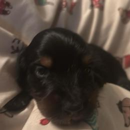 Fritz - Black and tan male Dachshund puppy in Argos, Indiana from TKO Doxies
