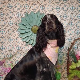 Nyx - English Springer Spaniel