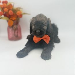 Emerson - Sable male Goldendoodle puppy in Taylor, Michigan from Mi Best Doodle Ever, LLC