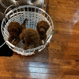 Poodle Puppies from CashEuro Poodles