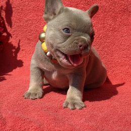 Chloe - Fawn female French Bulldog puppy in Lincoln, Arkansas from Red Dirt Dachshunds