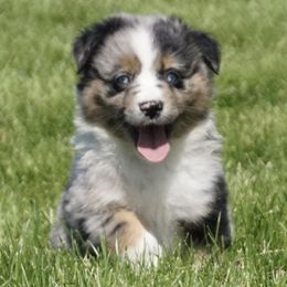 Goldendoodles and Miniature American Shepherds from Coffee Run Spring at Miller Farms