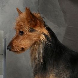 Ripley - Australian Terrier