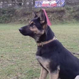 Dona - German Shepherd